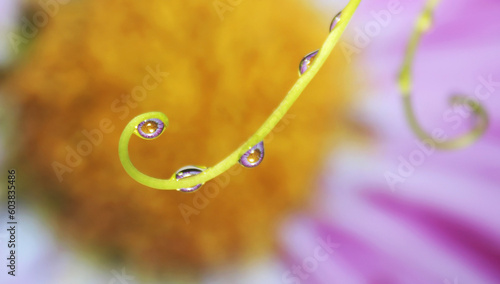 Branch with drops of dew or rain with flower reflection macro. Soft delicate blurred pink flower background. Beautiful romantic artistic image nature.