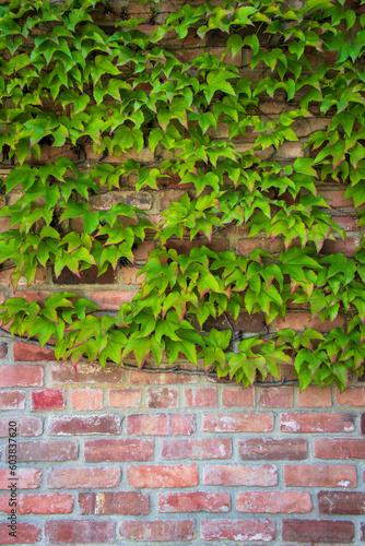 Green-leaved Vine on Red Clay Brick Wall Portrait