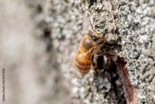 bee on a tree