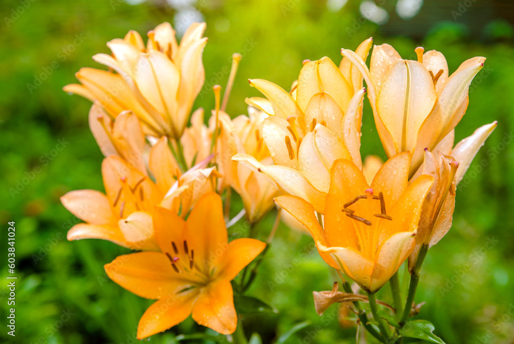blooming summer orange lily in a country garden blooming summer orange lily in a country garden
