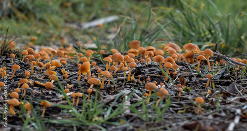 Orange Fungi Group