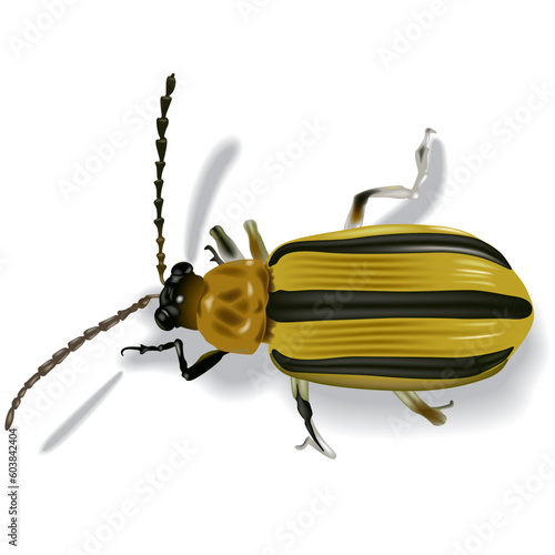 Striped Cucumber Beetle (Acalymma vitatum) - High detailed vector illustration.