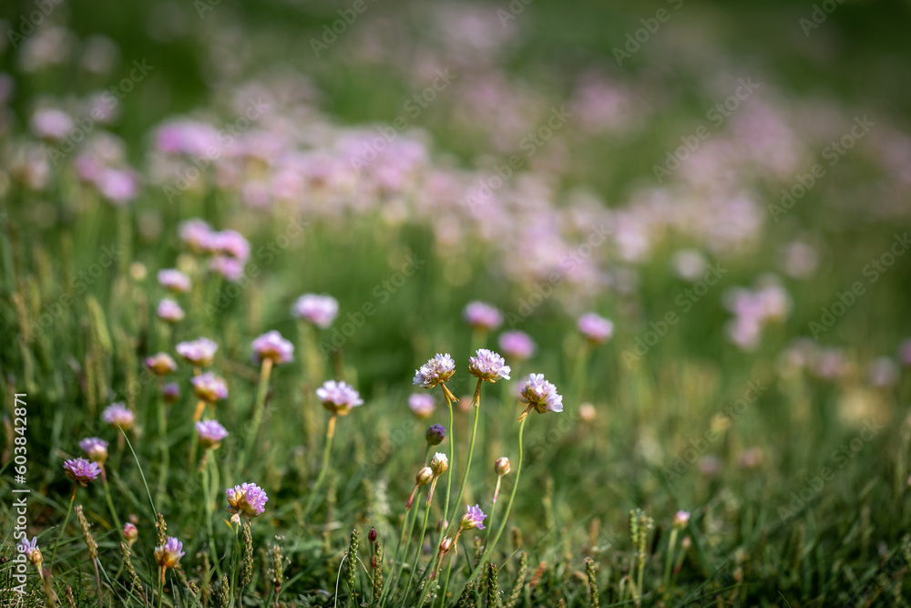 An Abundance of Sea Thrift Flowers in the Spring Sunshine, with a Shallow Depth of Field
