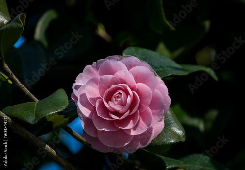 Rose in Pink