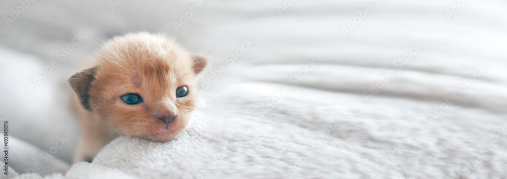 Cute little newborn brown Burmese kitten in a sleeping basket, banner with copy space for text