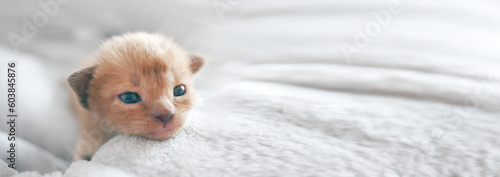 Obraz na płótnie Cute little newborn brown Burmese kitten in a sleeping basket, banner with copy space for text w salonie