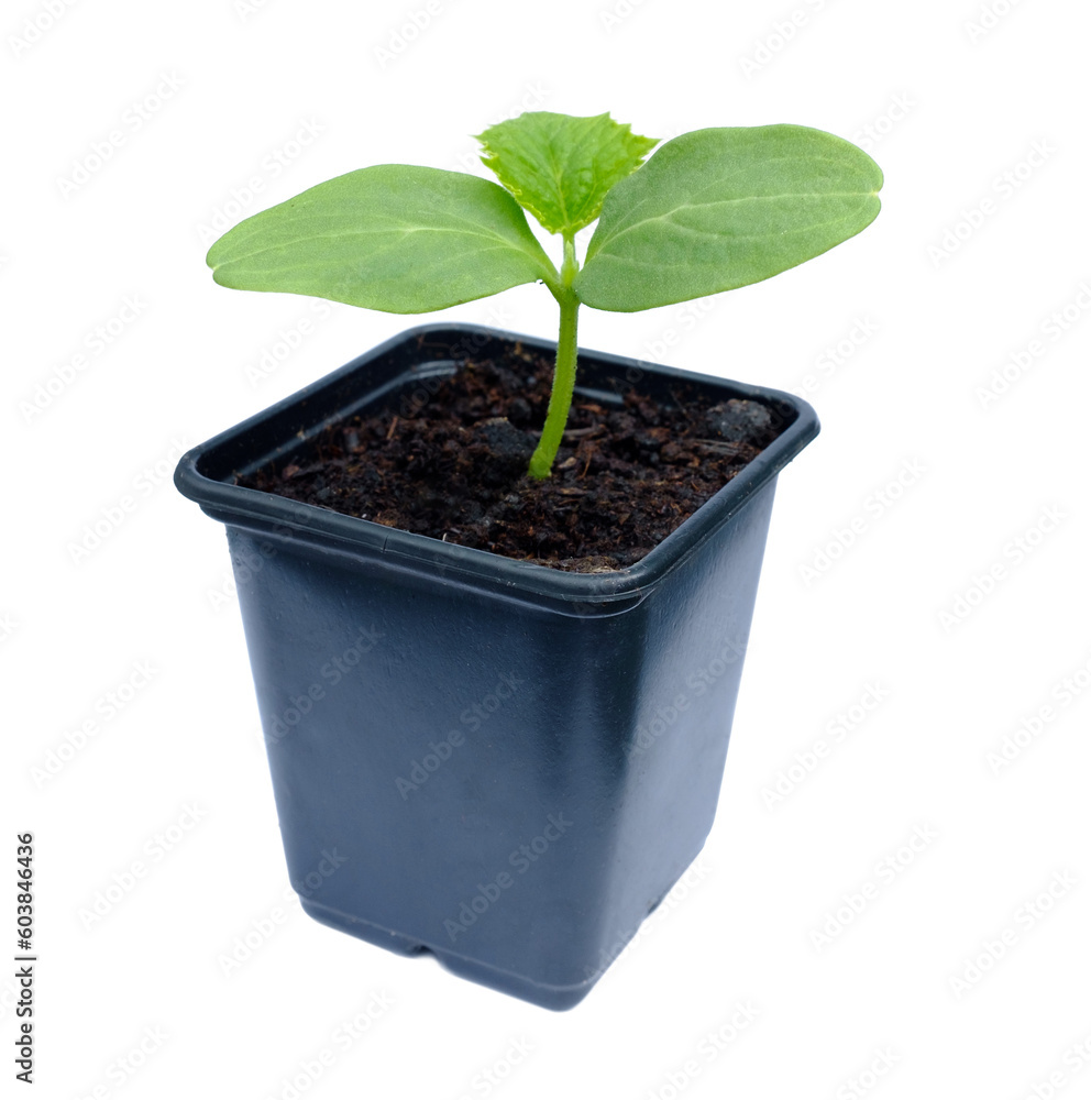 Cucumber seedling in a plastic pot with transparent background (png image)