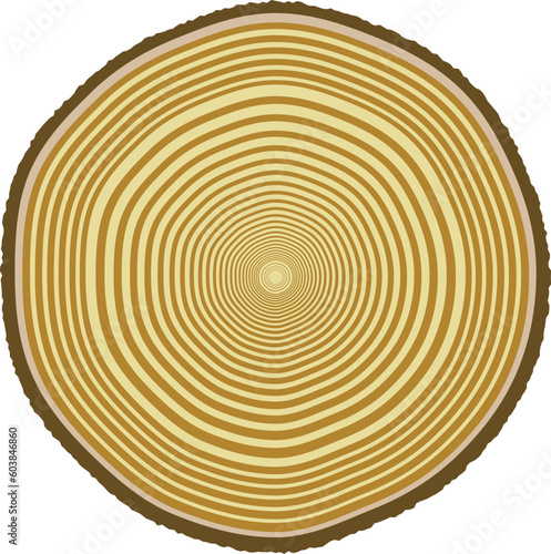 Vector illustration of tree rings from a 33-year-old tree