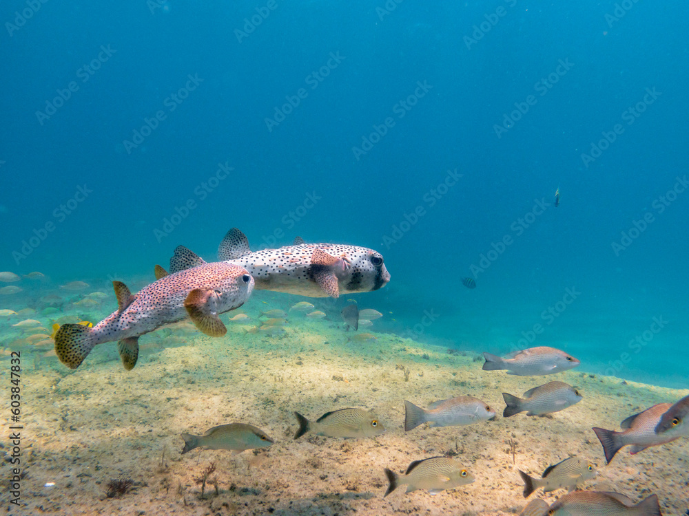 Fototapeta premium Spotfin Burrfish swimming in ocean