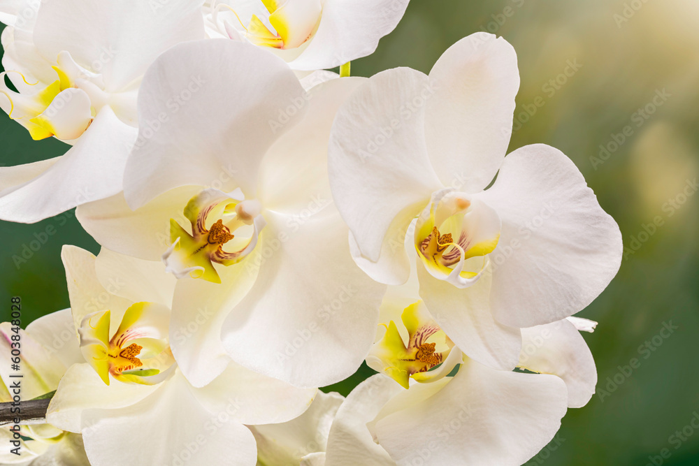 Obraz premium Orquídeas