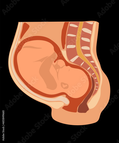 Vector image of nine months pregnant woman with fetus in stomach. Anatomical accurate