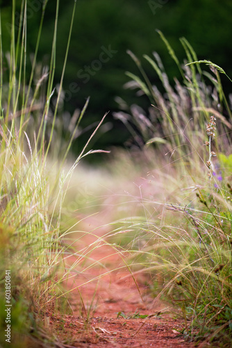 Grassy path in a meadow 