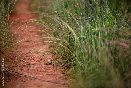 Grassy path in a meadow 