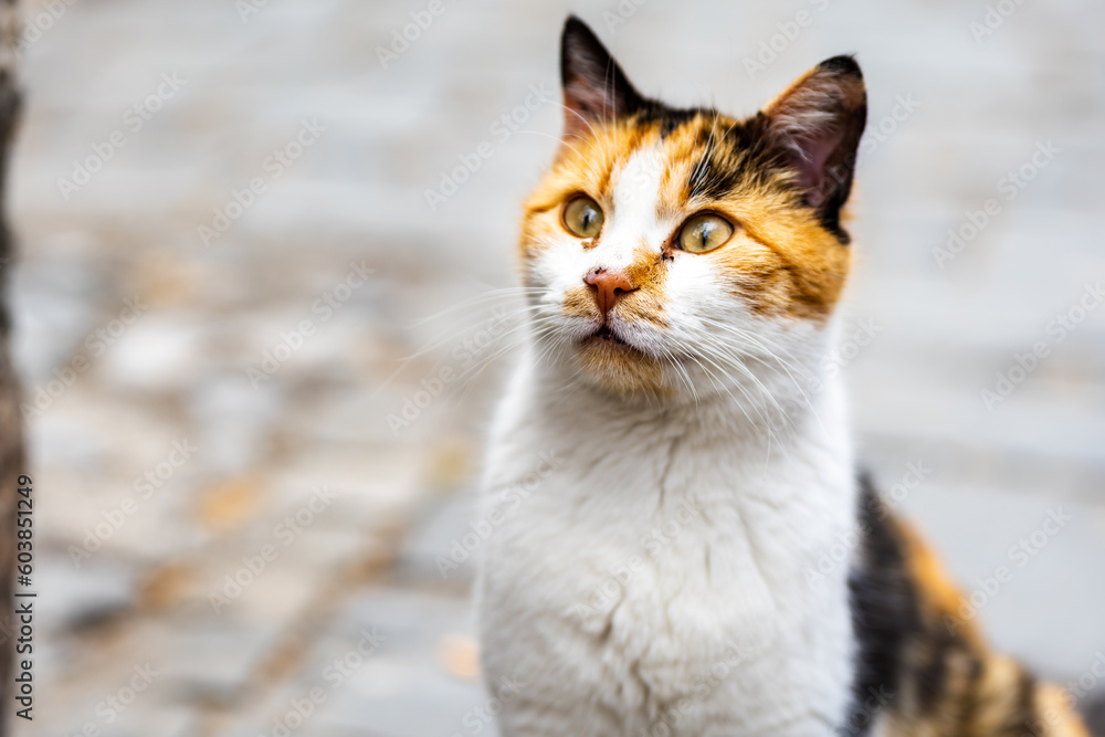 surprised cat, or shocked cat, with funny facial expression. Calico cat looking surprised, shocked, cat or kitten surprised cat, or shocked cat, with funny facial expression. Calico cat looking surprised, shocked, cat or kitten