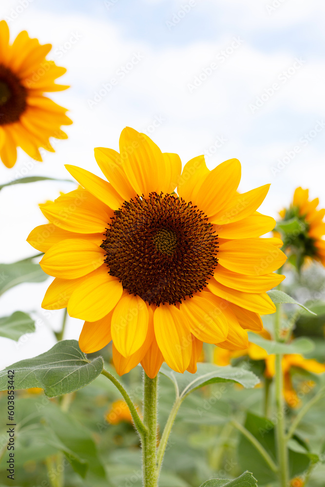 Fototapeta premium Sunflower field, Beautiful summer landscape.