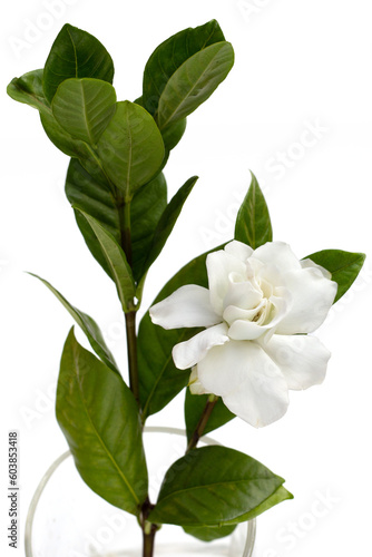 Cape jasmine or garden gardenia flower