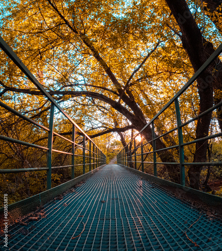 mostek pod drzewami o zachodzie słońca 