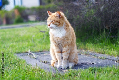 Bezdomny rudy kot na studzience 
