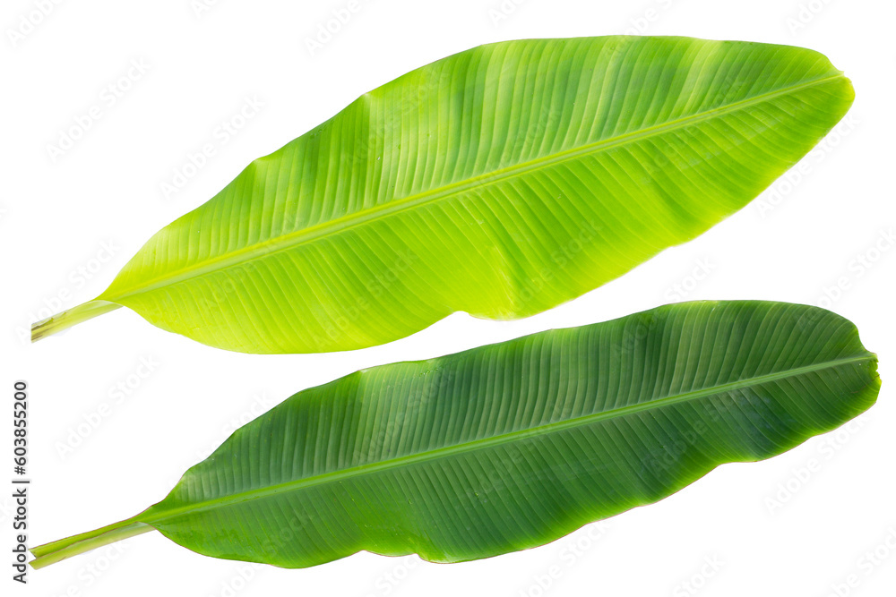 Obraz premium Fresh banana leaves on white background.