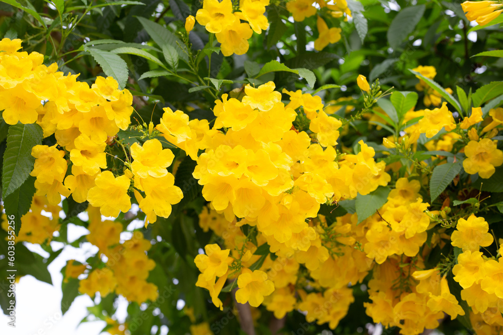 Yellow elder or Trumpetbush, Trumpetflower Yellow elder or Trumpetbush, Trumpetflower