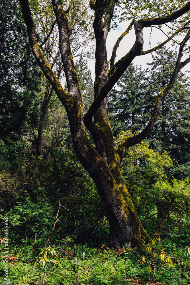 tree, Seattle Arboretum