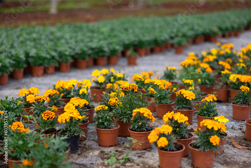 Many flower pots with blooming small-flowered marigolds stand in greenhouse