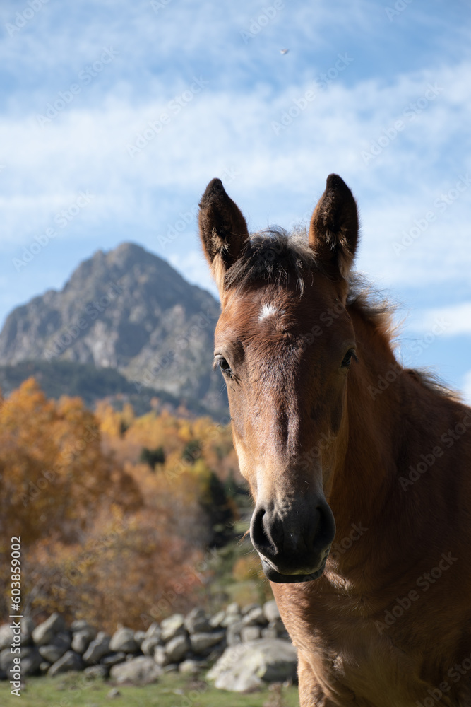 caballo potro retrato montañas detras con arboles naranjas otoño muro de piedra marron caballo potro retrato montañas detras con arboles naranjas otoño muro de piedra marron