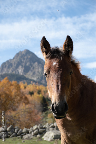 caballo potro retrato montañas detras con arboles naranjas otoño muro de piedra marron