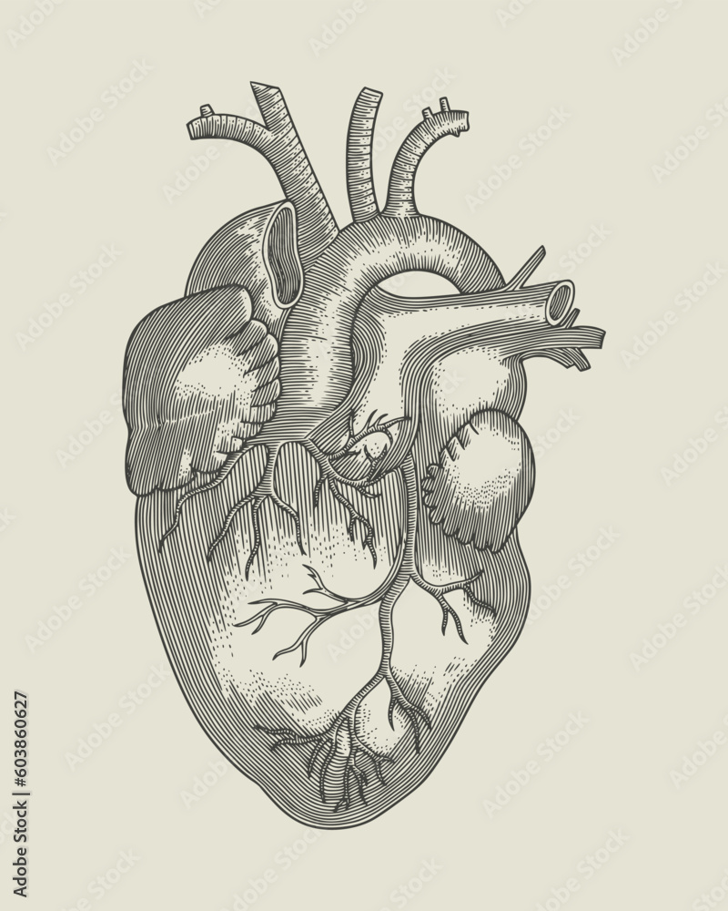 human heart anatomy. vintage engraving vector illustration Stock Vector ...