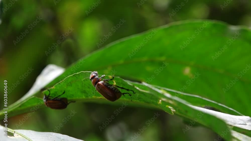 insecto en una hoja de arbol insecto en una hoja de arbol