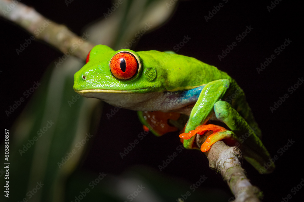 Fototapeta premium Gorgeous and colorful Red-eyed tree frog (Agalychnis callidryas) from Costa Rica