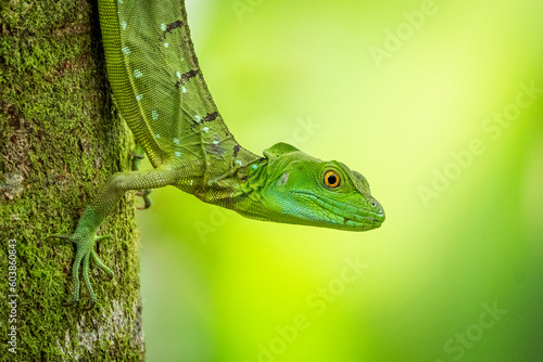 Awesome plumed basilisk (Basiliscus plumifrons) from Costa Rica