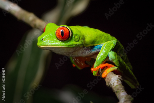 Gorgeous and colorful Red-eyed tree frog  Agalychnis callidryas  from Costa Rica