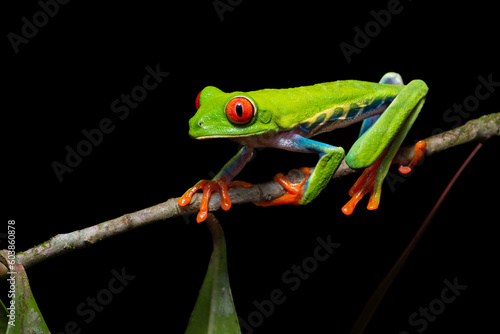 Gorgeous and colorful Red-eyed tree frog (Agalychnis callidryas) from Costa Rica