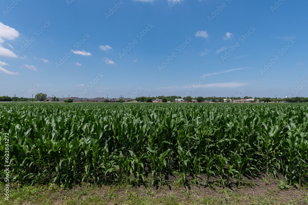 Green stalks of corn covered in large, waxy leaves growing in a rural farm field on a sunny spring day in Texas.