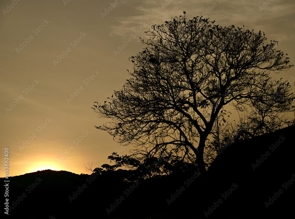 Silhouette of a large tree backlit In the evening the golden sky in the midst of mountain nature
