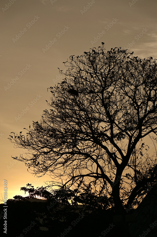 Silhouette of a large tree backlit In the evening the golden sky in the midst of mountain nature Silhouette of a large tree backlit In the evening the golden sky in the midst of mountain nature