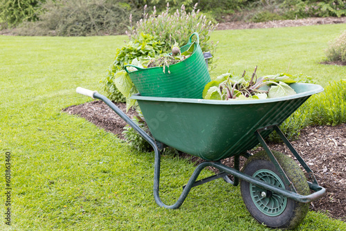 A wheelbarrow filled with garden waste after a clean up.