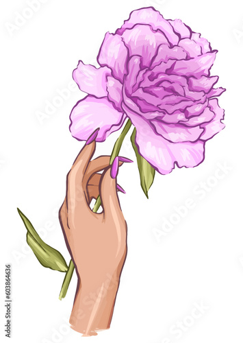 Graphic drawing of a female hand with a beautiful manicure in vector format holding a pink peony flower