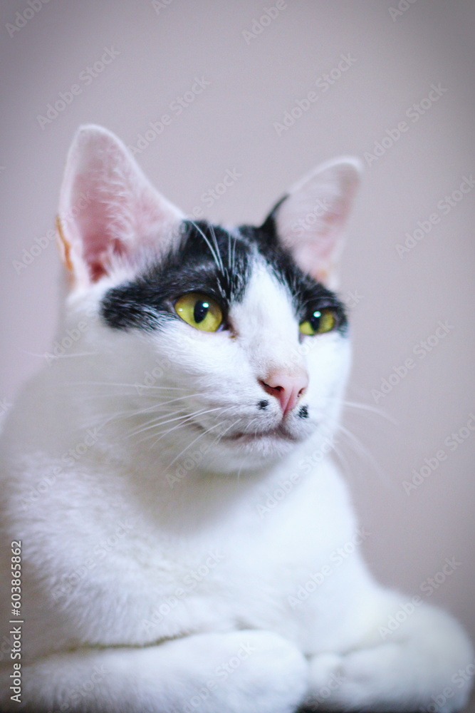 White cat with black spots and yellow eyes on a light background. White cat with black spots and yellow eyes on a light background.