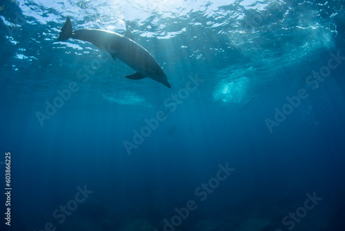 Fototapeta Naklejka Na Ścianę i Meble -  wild dolphin in the sea