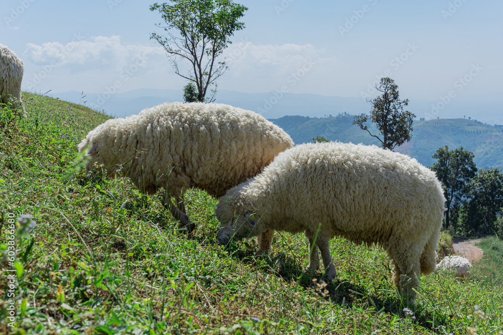 Fototapeta premium Sheep grazing in mountain meadow field with blue sky. Countryside landscape view background.