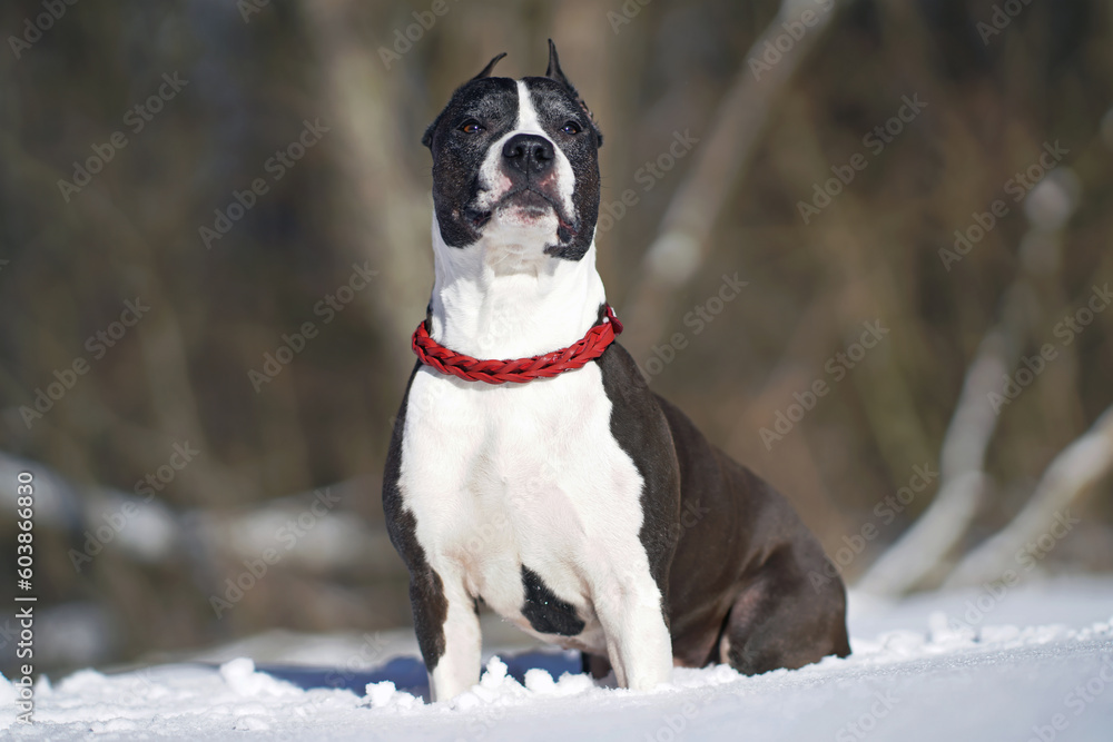 Proud brown and white American Staffordshire Terrier dog with cropped ears and a red braided leather collar posing outdoors sitting on a snow in winter forest Proud brown and white American Staffordshire Terrier dog with cropped ears and a red braided leather collar posing outdoors sitting on a snow in winter forest
