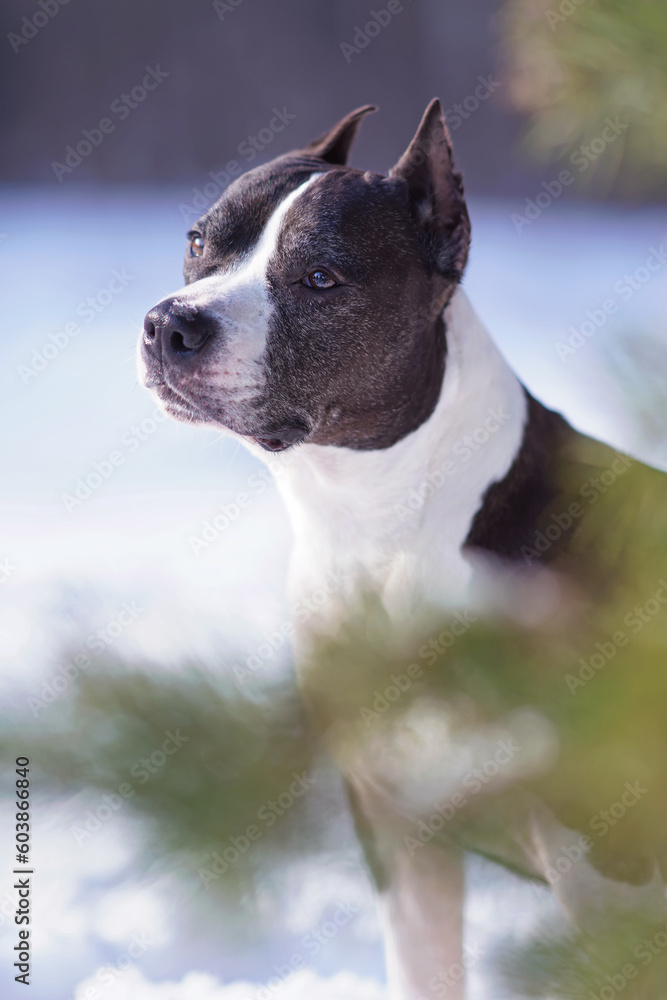 The portrait of a serious brown and white American Staffordshire Terrier dog with cropped ears posing outdoors in winter forest
