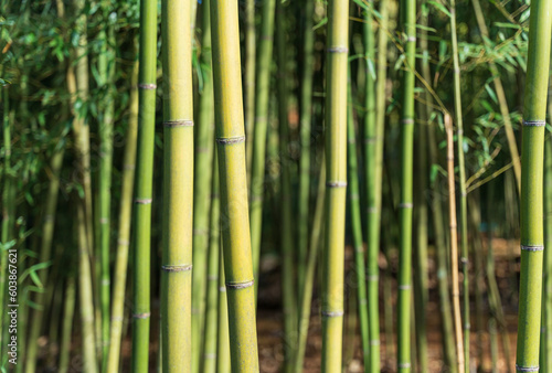 Green Bamboo forest  Natural as background.