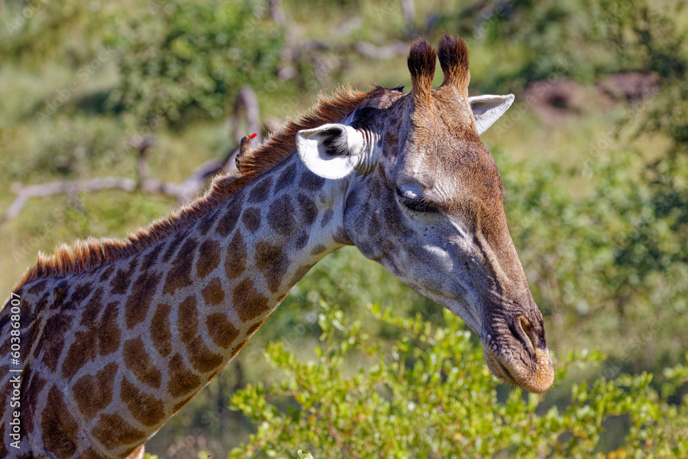 Giraffe in Kruger Park, South Africa Giraffe in Kruger Park, South Africa