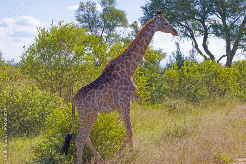 Giraffe in Kruger Park  South Africa