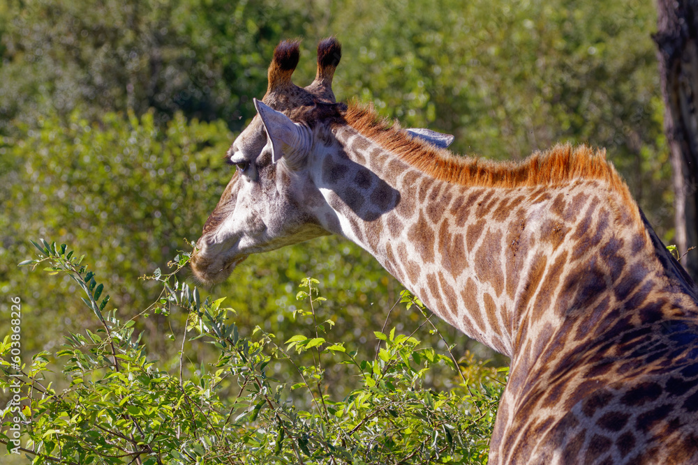 Giraffe in Kruger Park, South Africa Giraffe in Kruger Park, South Africa