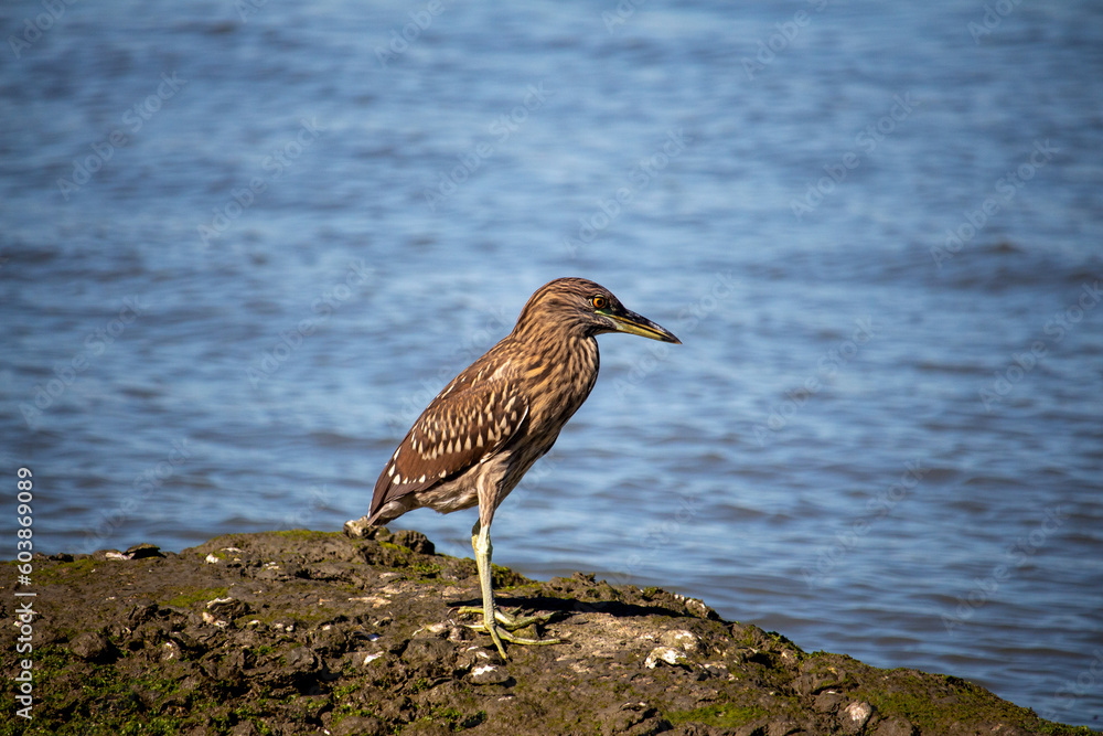 Ave Socó-dorminhoco (Nycticorax nycticorax), também conhecido como Savacu. Praia de Cacupé. Florianópolis. Brasil
