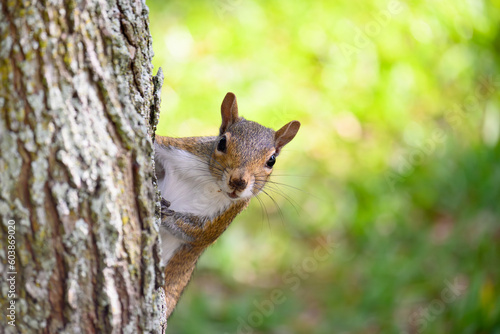 Squirrel hiding behind a tree
